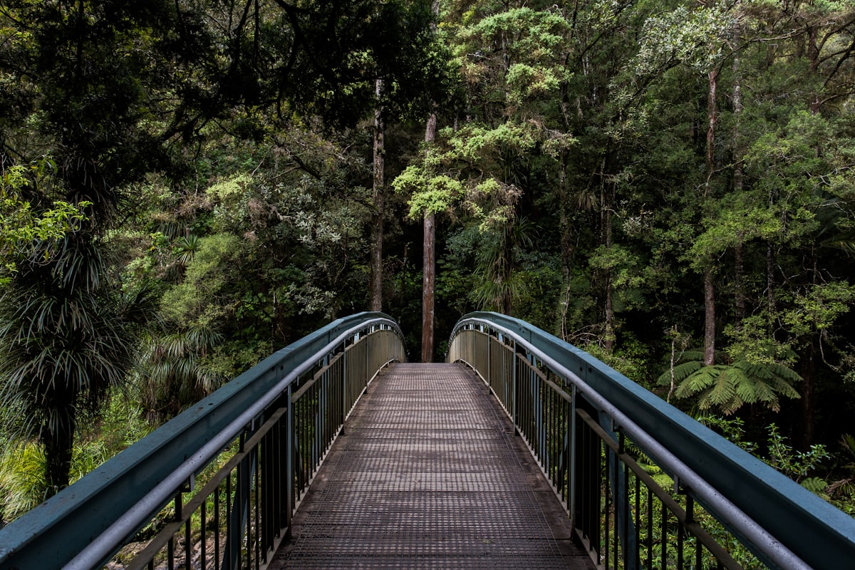 A calm path through the trees